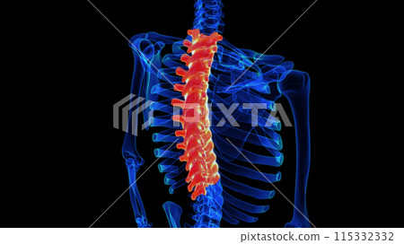 Thoracic vertebrae anatomy 3D rendering for medical concept Thoracic vertebrae anatomy 3D rendering for medical concept 115332332