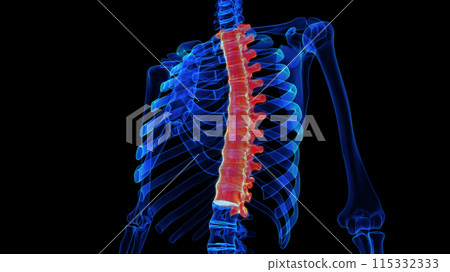 Thoracic vertebrae anatomy 3D rendering for medical concept Thoracic vertebrae anatomy 3D rendering for medical concept 115332333