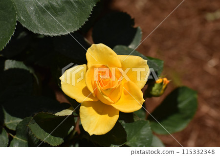 橙黃色春玫瑰 115332348