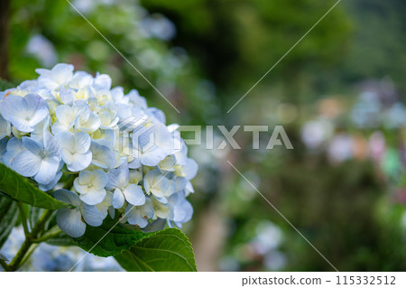 繡球花 115332512