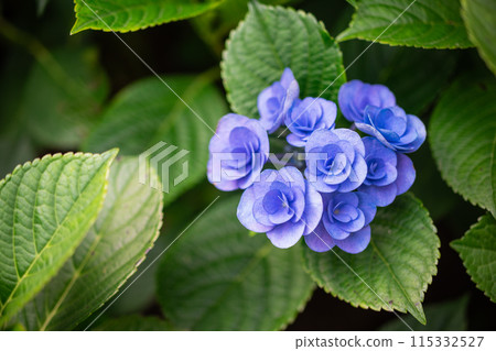 Hydrangea Hydrangea 115332527