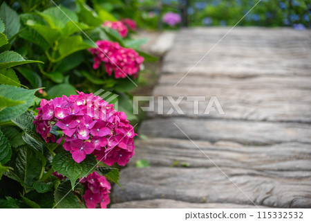 Hydrangea Hydrangea 115332532