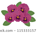 紫色三色堇花插畫 紫色三色堇花插畫 115333157