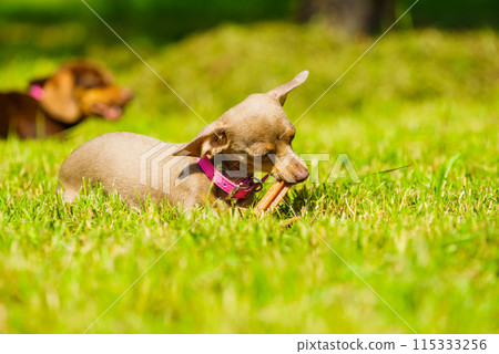Little dogs playing outside Little dogs playing outside 115333256