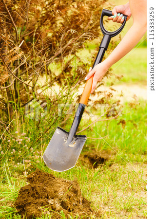 Woman remove tree from backyard, digging soil with shovel 115333259