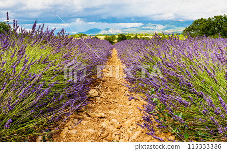 Provence landscape with lavender fields, France 115333386