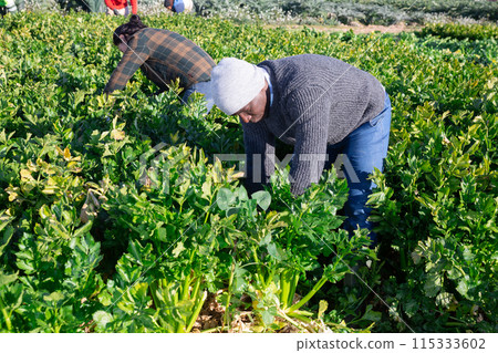 Man and woman harvesting celery on vegetable field 115333602