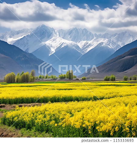 Golden Canopy: Majestic Mustard Fields with Snow-Covered Mountains in Kashmir 115333693