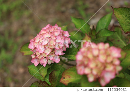hydrangea   115334081