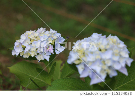 hydrangea   115334088