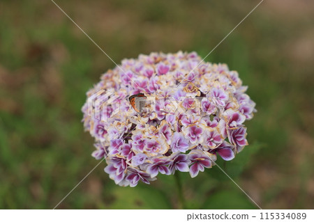 hydrangea   115334089
