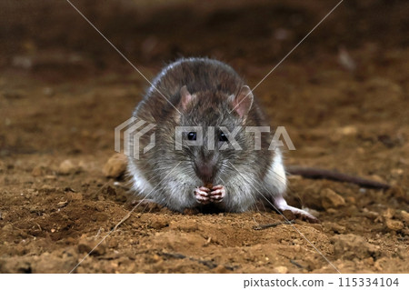A mouse holding food with both hands and eating it A mouse holding food with both hands and eating it 115334104