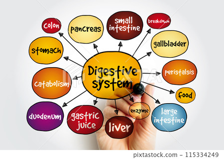 Digestive System consists of the gastrointestinal tract plus the accessory organs of digestion, mind map health concept for presentations and reports 115334249