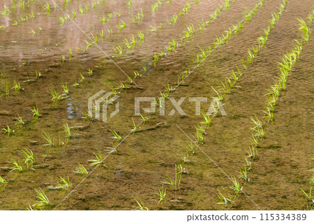 Paddy field Paddy field 115334389