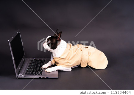 The dog uses a laptop. Boston terrier looks at something, communicates with someone The dog uses a laptop. Boston terrier looks at something, communicates with someone 115334404