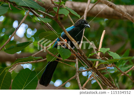 Yucatecan jay in the mexican jungle Yucatecan jay in the mexican jungle 115334552