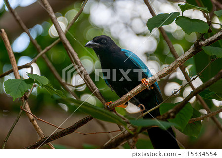 Yucatecan jay in the mexican jungle 115334554