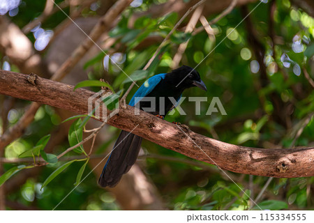 Yucatecan jay in the mexican jungle 115334555