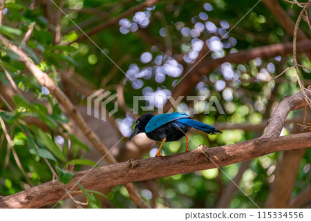 Yucatecan jay in the mexican jungle 115334556