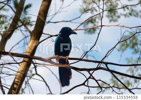 Yucatecan jay in the mexican jungle 115334558