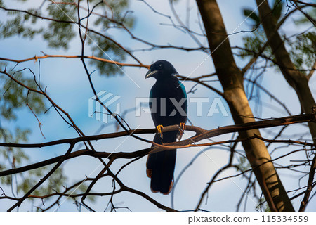 Yucatecan jay in the mexican jungle Yucatecan jay in the mexican jungle 115334559