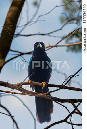 Yucatecan jay in the mexican jungle 115334560