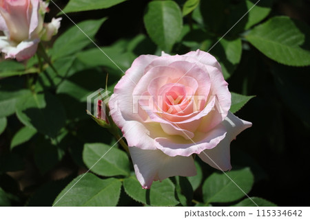 Landscape with a Matilda rose with green leaves and pink petals Landscape with a Matilda rose with green leaves and pink petals 115334642