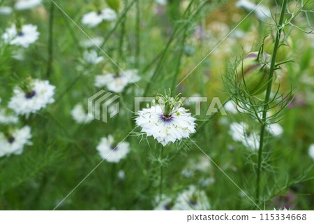 白色黑種草花 白色黑種草花 115334668