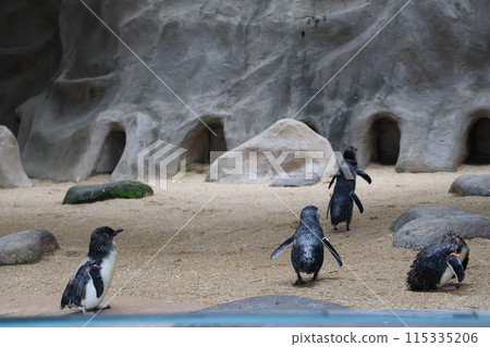 A scene from an aquarium where little penguins are walking in a line or standing still freely A scene from an aquarium where little penguins are walking in a line or standing still freely 115335206