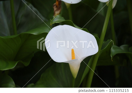 白色花瓣馬蹄蓮花的特寫鏡頭 115335215