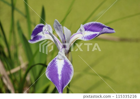 名為「雲井鶴」的鳶尾花的特寫鏡頭,花瓣呈現紫色和白色。 名為「雲井鶴」的鳶尾花的特寫鏡頭,花瓣呈現紫色和白色。 115335216