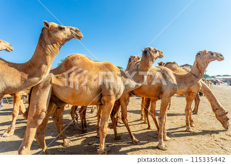 Lots of camels standing for a sale on Hargeisa livestock market, Somaliland Lots of camels standing for a sale on Hargeisa livestock market, Somaliland 115335442