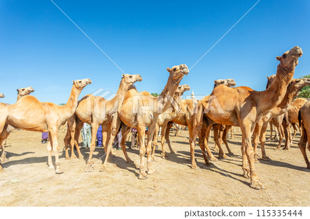 Lots of camels standing for a sale on Hargeisa livestock market, Somaliland Lots of camels standing for a sale on Hargeisa livestock market, Somaliland 115335444