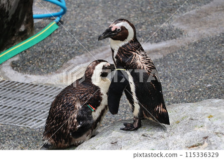 A scene from an aquarium where two penguins are huddled together 115336329