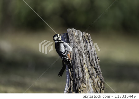 紅頭啄木鳥棲息在一棵死樹上 115336449