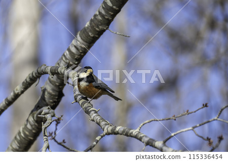 Partridge Perched on a Branch 115336454