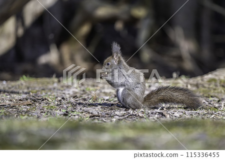 A Hokkaido squirrel eating walnuts on the ground 115336455