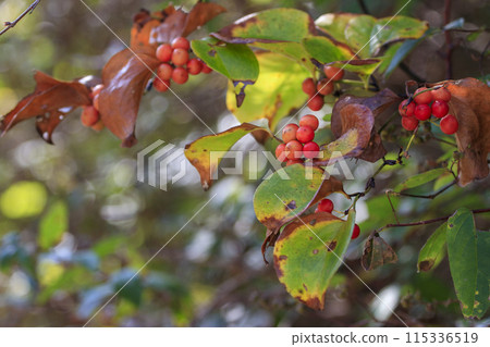 Autumn forest scenery: Red berries of Salvia serrata Autumn forest scenery: Red berries of Salvia serrata 115336519