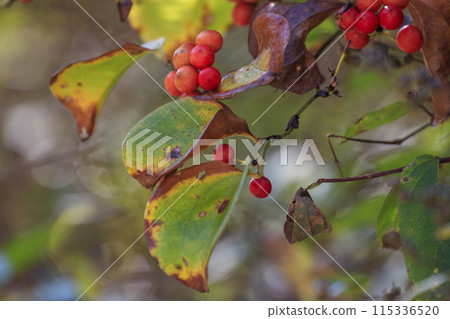 Autumn forest scenery: Red berries of Salvia serrata 115336520
