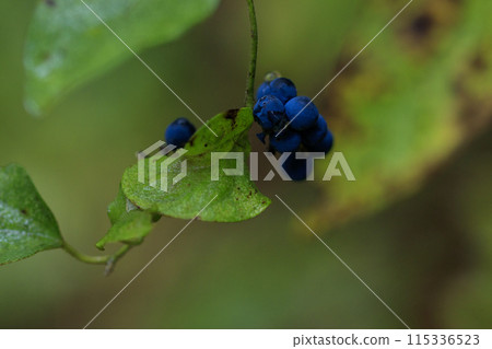 Autumn forest scenery: Purple iris fruit 115336523