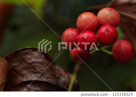 秋天的森林風光-Sartoiribara水果被雨浸濕 秋天的森林風光-Sartoiribara水果被雨浸濕 115336525