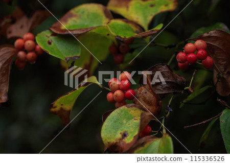 Autumn forest scenery: Red berries of Salvia serrata Autumn forest scenery: Red berries of Salvia serrata 115336526