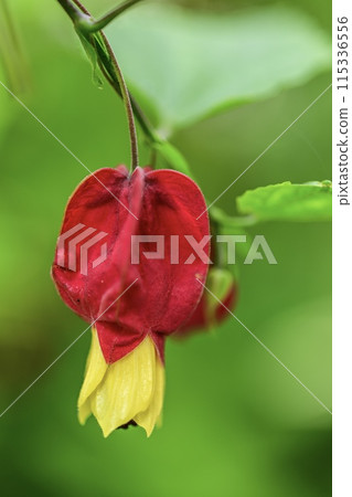 一朵紅色的花,看起來像人臉。 一朵紅色的花,看起來像人臉。 115336556