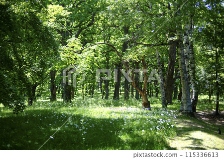 Park forest Park forest 115336613