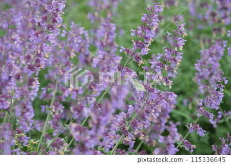 Cat's mint and cabbage white butterfly Cat's mint and cabbage white butterfly 115336645