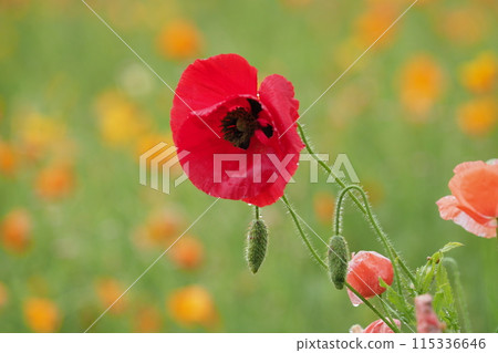 Red poppy flower and bud with water drops 115336646