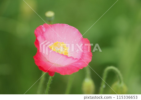 Close-up of a pink poppy flower wet with rain 115336653