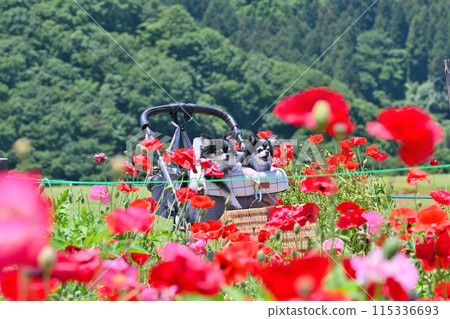 Traveling with my dog Chihuahua Poppies in the sky Chichibu Kogen Ranch (Saitama Prefecture) Traveling with my dog Chihuahua Poppies in the sky Chichibu Kogen Ranch (Saitama Prefecture) 115336693