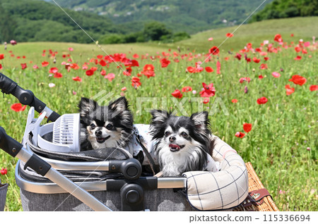 Traveling with my dog Chihuahua Poppies in the sky Chichibu Kogen Ranch (Saitama Prefecture) Traveling with my dog Chihuahua Poppies in the sky Chichibu Kogen Ranch (Saitama Prefecture) 115336694