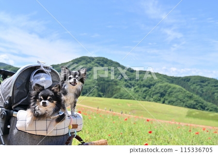 Traveling with my dog Chihuahua Poppies in the sky Chichibu Kogen Ranch (Saitama Prefecture) Traveling with my dog Chihuahua Poppies in the sky Chichibu Kogen Ranch (Saitama Prefecture) 115336705